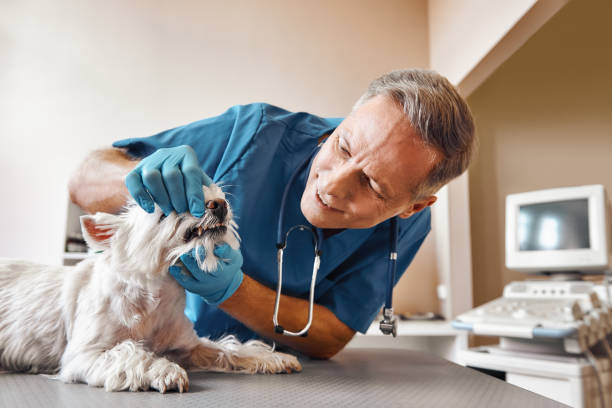 Best 24-Hour Emergency Dentist in Wolfe City, TX